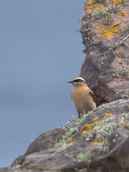 Northern Wheatear, Balcomie Beach, Fife