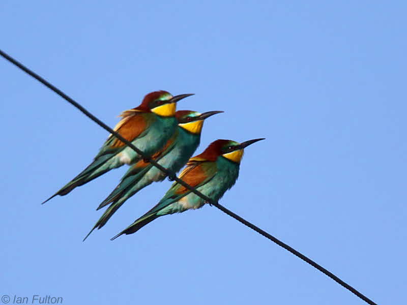 European Bee-eater, Dalyan, Turkey