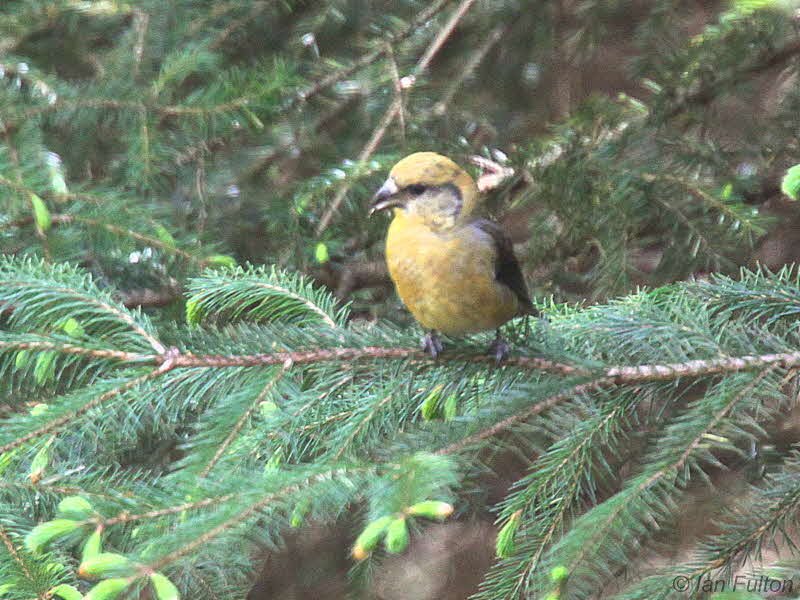Common Crossbill, near Burncrooks Reservoir, Clyde