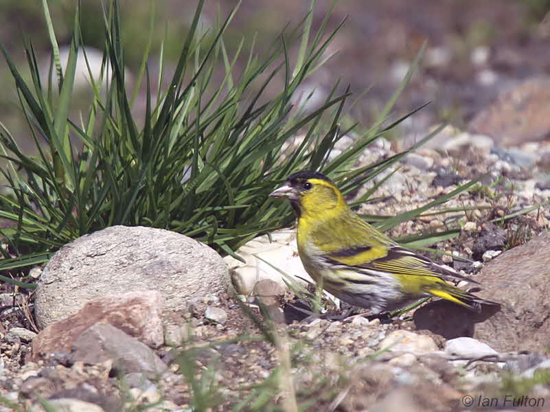 Siskin, Burncrooks Reservoir, Clyde