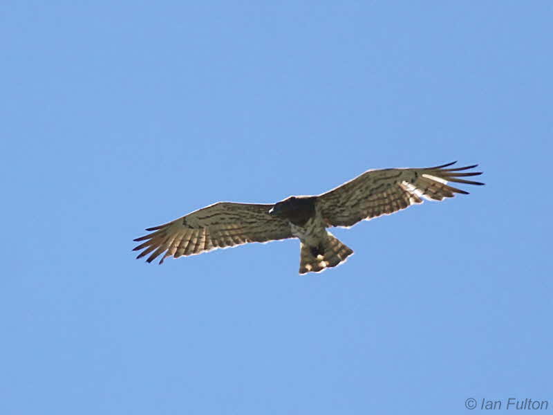 Short-toed Eagle, Caunos-Dalyan, Turkey