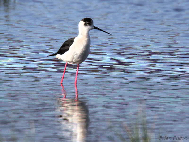 Black-winged Stilt, Dalyan, Turkey
