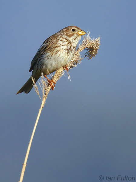 Corn Bunting, Dalyan, Turkey