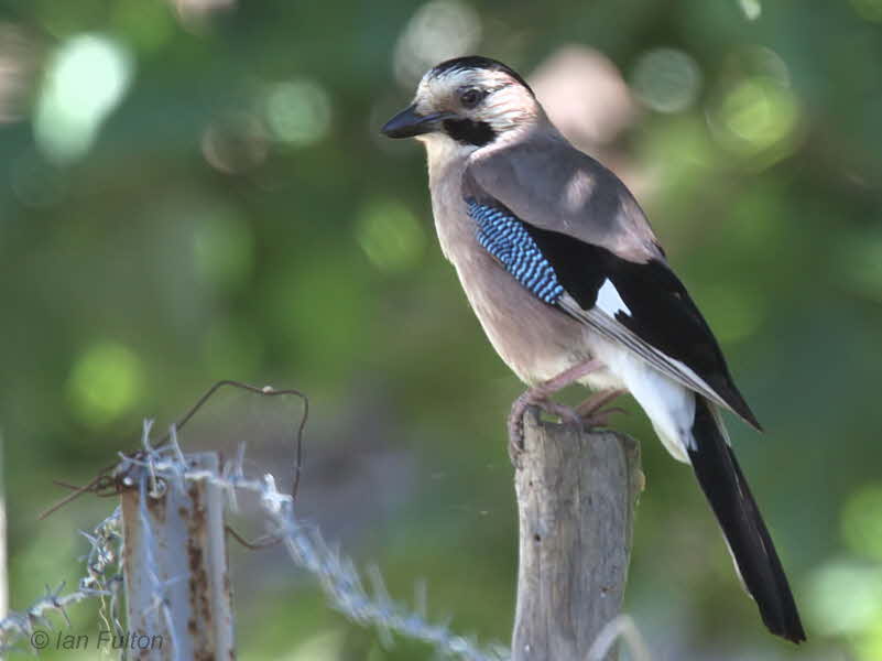 Jay, Dalyan, Turkey