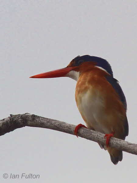 Prncipe Kingfisher, Bom Bom Resort, Prncipe