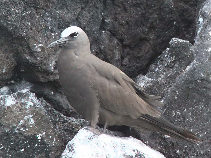 Brown Noddy, Sete Pedras, So Tom