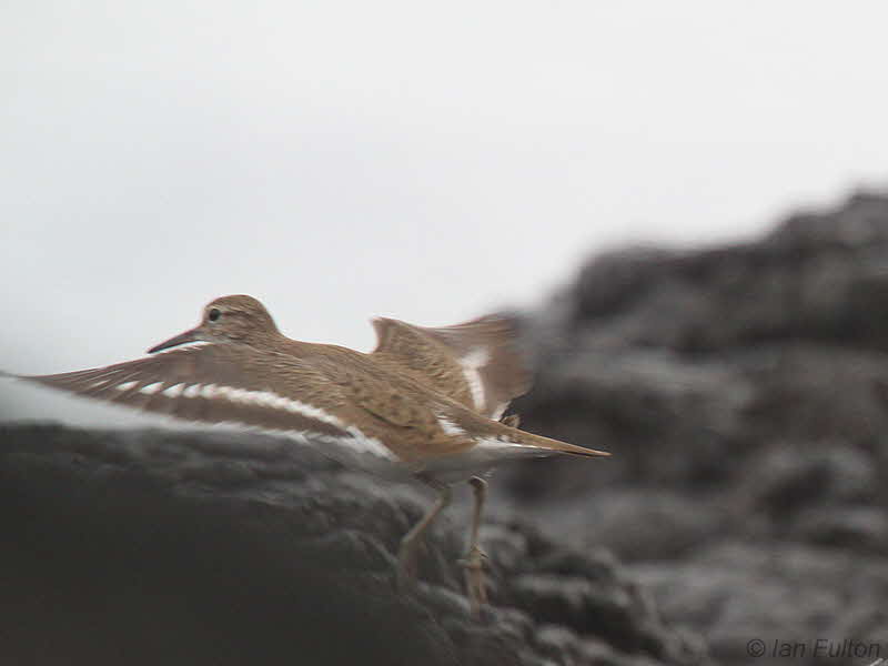 Common Sandpiper, Bom Bom Resort, Prncipe