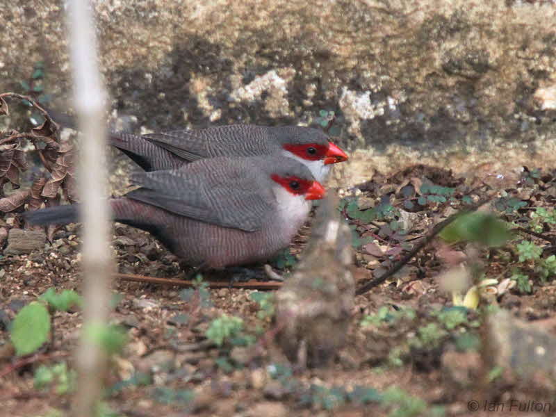 Common Waxbill, Residencial Avenida Hotel, So Tom city
