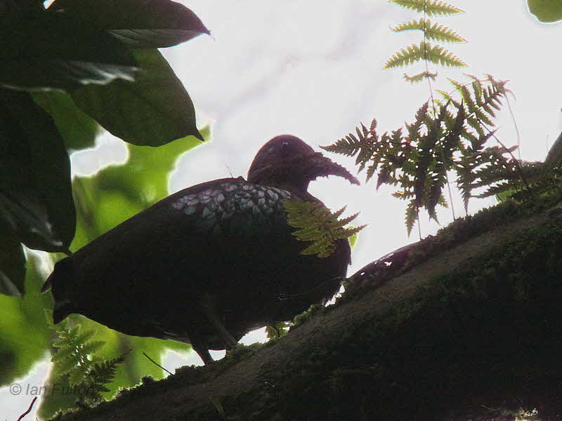 Dwarf Olive Ibis, Cao Grande, So Tom