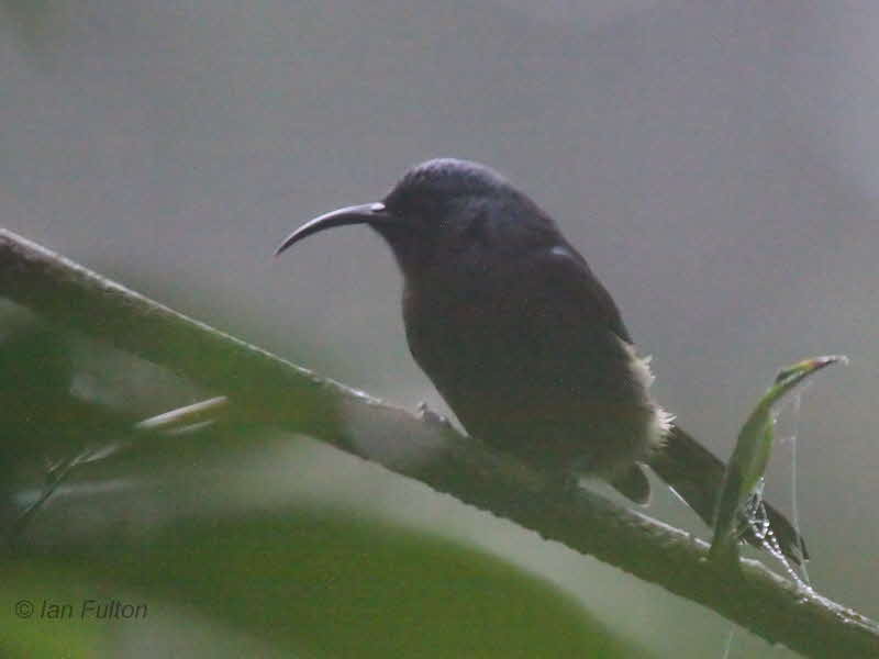 Giant Sunbird, Cao Grande, So Tom