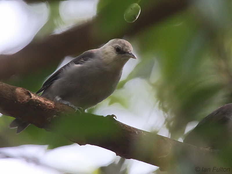 Prncipe Speirops, Bom Bom Resort, Prncipe