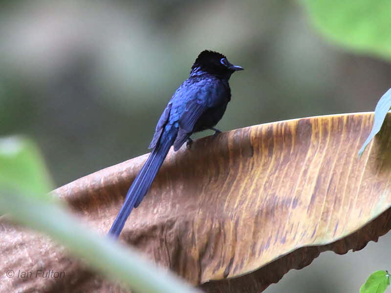So Tom Paradise Flycatcher (male), Agua Grande, So Tom