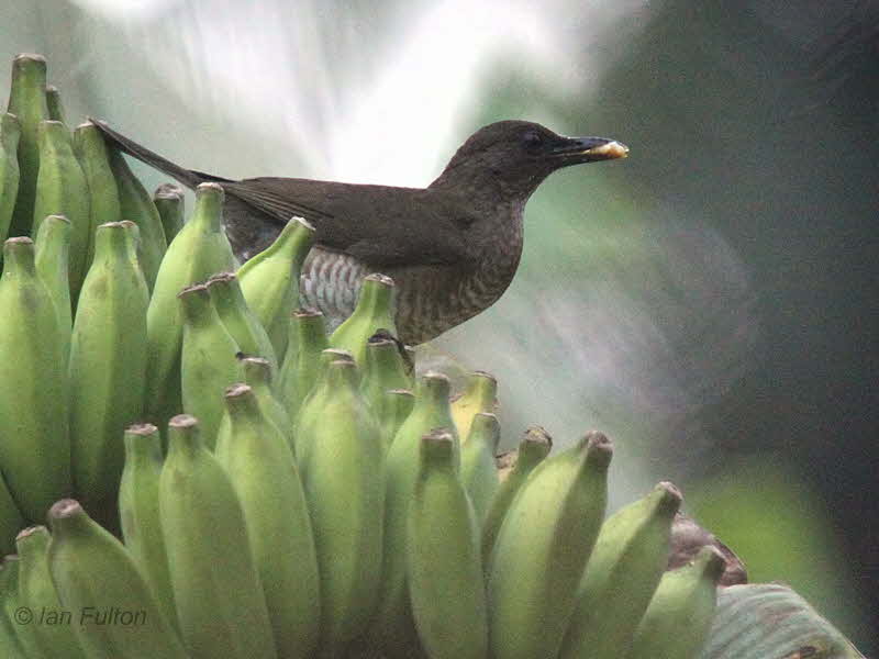 So Tom (or Gulf of Guinea) Thrush, Agua Grande, So Tom