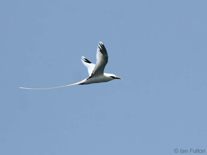 White-tailed Tropicbird, Sete Pedras, So Tom