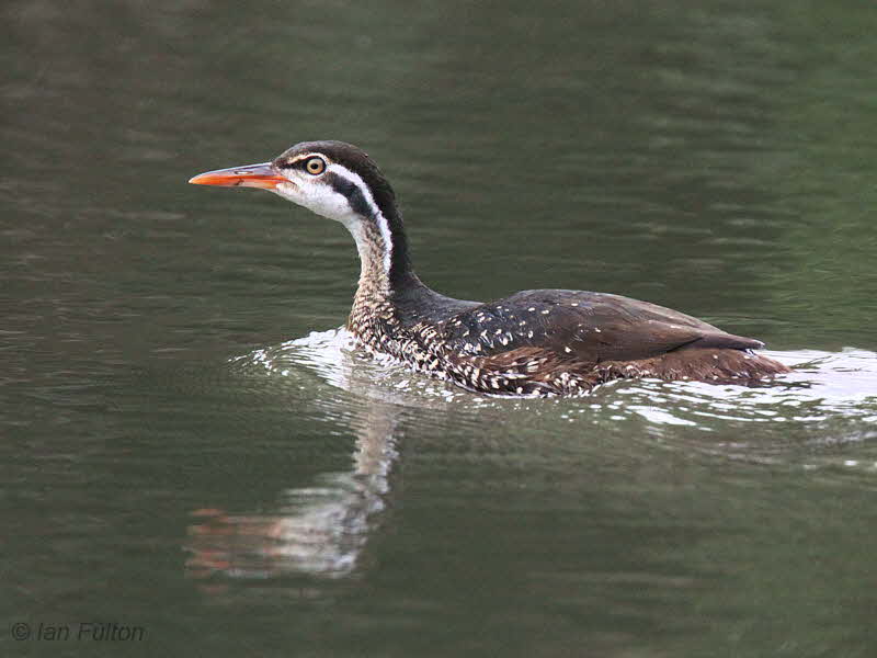 African Finfoot (female), Akaka-Longo NP, Gabon
