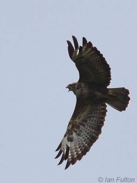 Common Buzzard, Loch Lomond NNR, Clyde