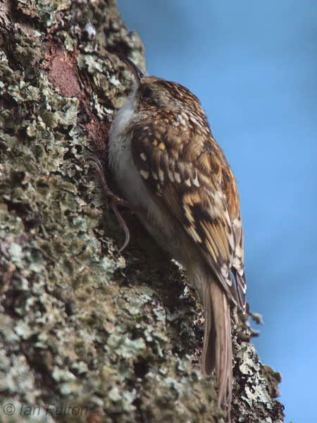 Treecreeper, Loch Lomond NNR, Clyde