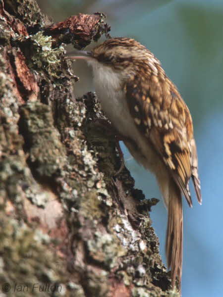 Treecreeper, Loch Lomond NNR, Clyde