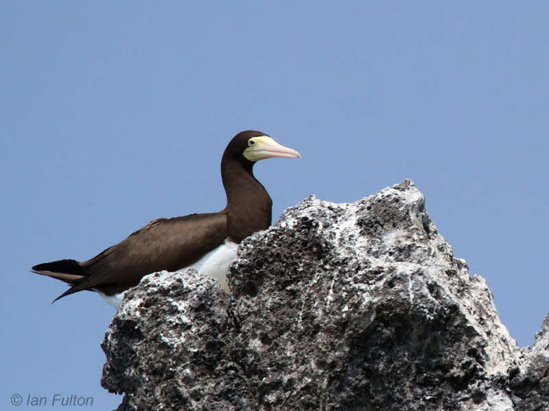 Brown Booby, Sete Pedras, So Tom