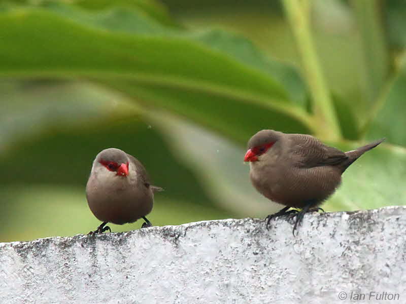 Common Waxbill, Residencial Avenida Hotel, So Tom city