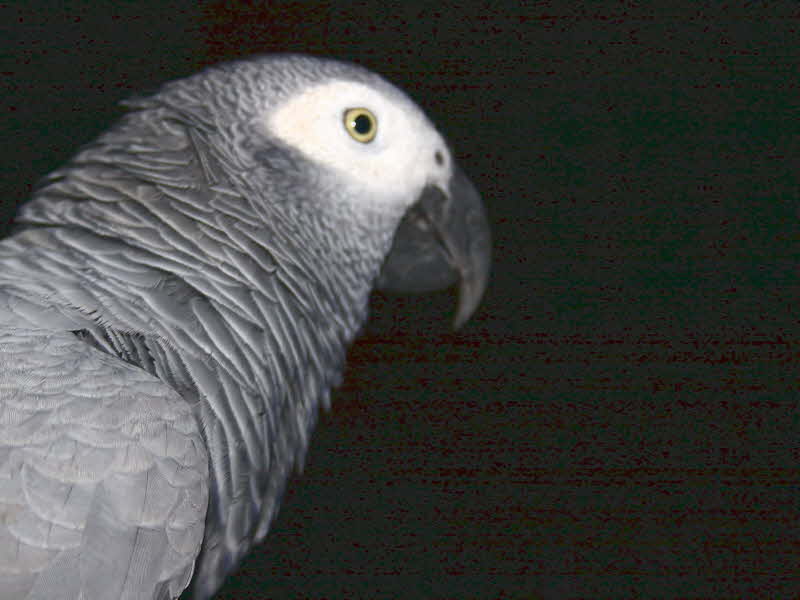 Grey Parrot, Bom Bom Resort, Prncipe