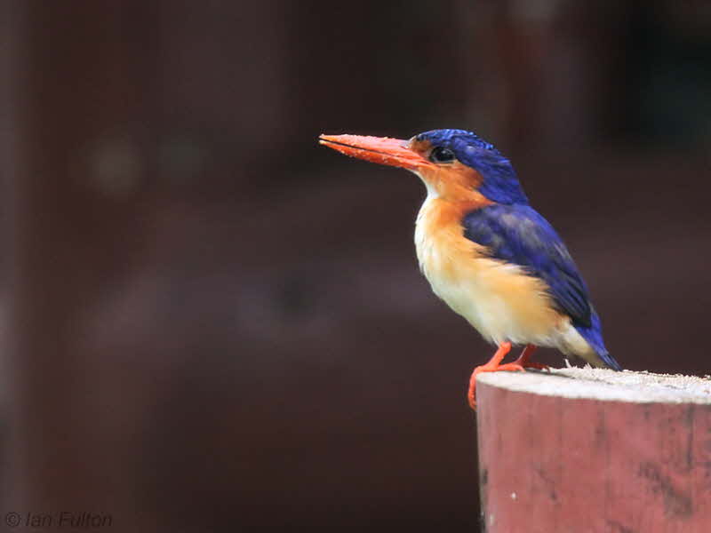 Prncipe Kingfisher, Bom Bom Resort, Prncipe