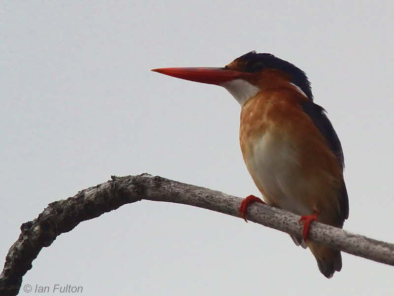 Prncipe Kingfisher, Bom Bom Resort, Prncipe