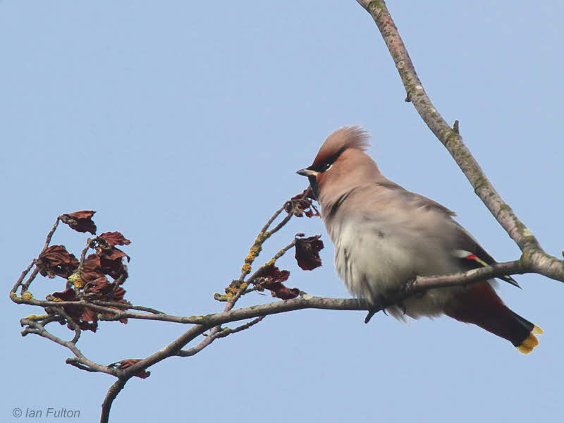 Waxwing, Baillieston-Glasgow, Clyde