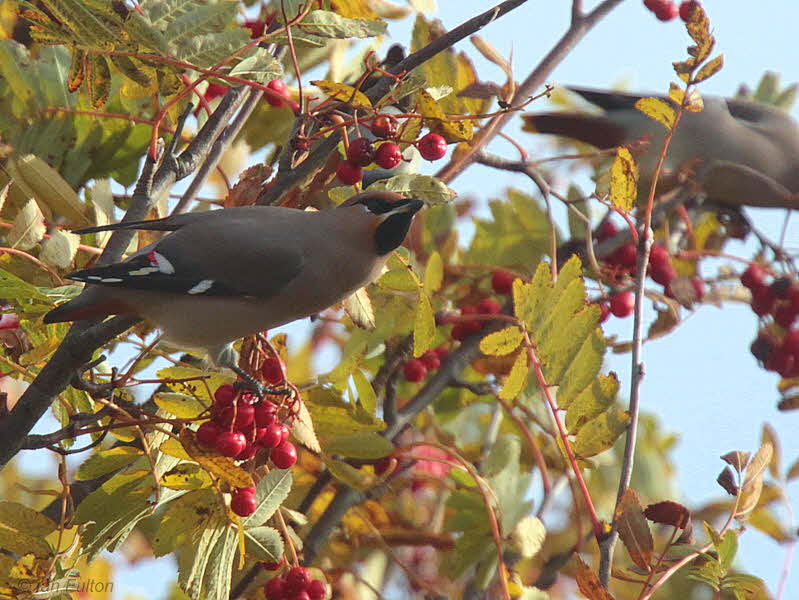 Waxwing, Baillieston-Glasgow, Clyde