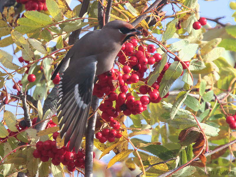 Waxwing, Baillieston-Glasgow, Clyde