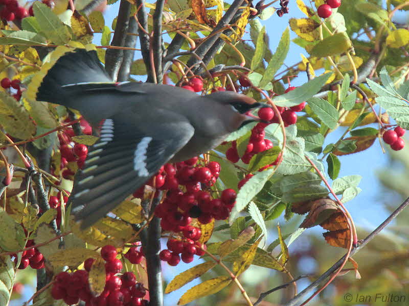 Waxwing, Baillieston-Glasgow, Clyde
