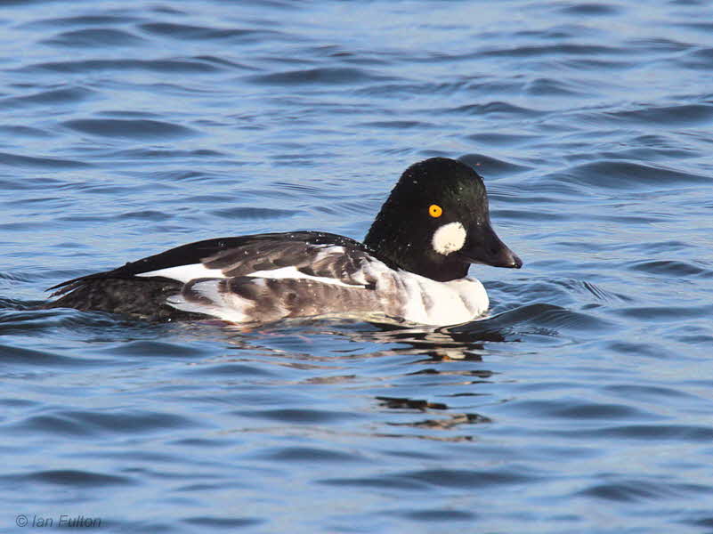 Goldeneye (drake), Hogganfield Loch-Glasgow, Clyde