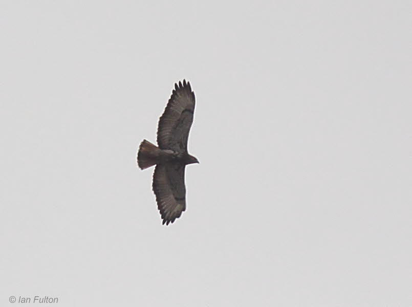 Red-necked Buzzard, Loango NP, Gabon