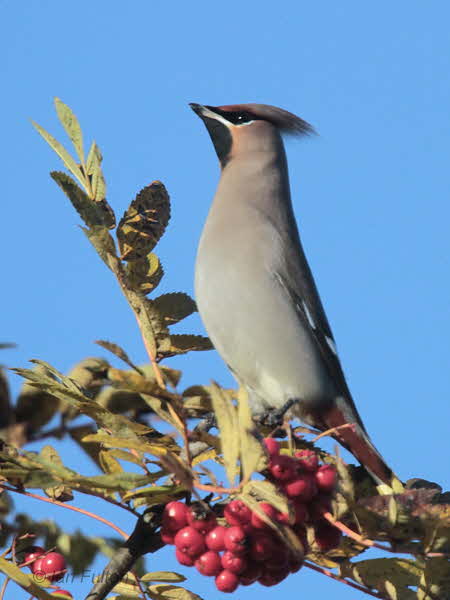 Waxwing, Baillieston-Glasgow, Clyde
