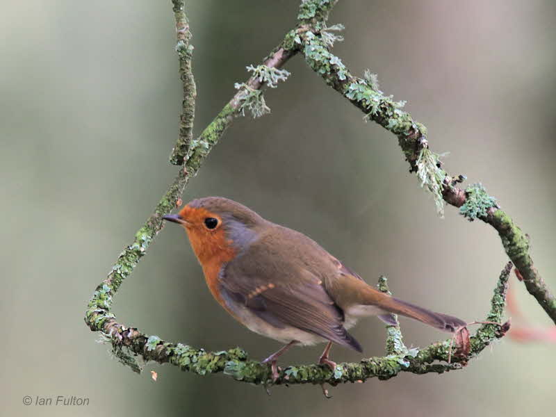 Robin, Loch Lomond NNR, Clyde