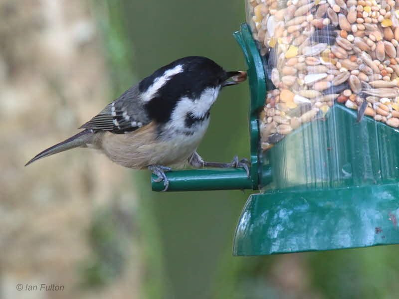 Coal Tit, Loch Lomond NNR, Clyde