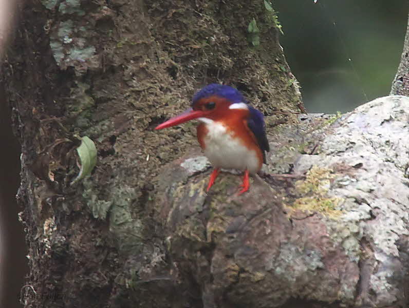 White-bellied Kingfisher, Mpivie River-Loango NP, Gabon