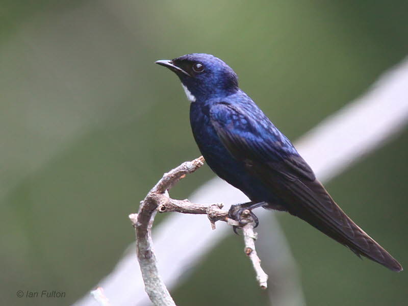 White-throated Blue Swallow, Mpivie River-Loango NP, Gabon
