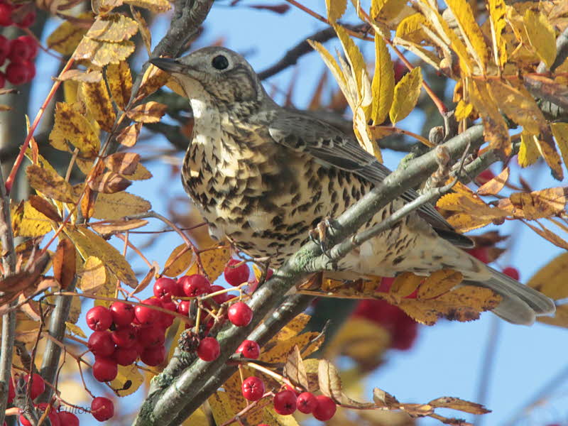 Mistle Thrush, Baillieston-Glasgow, Clyde