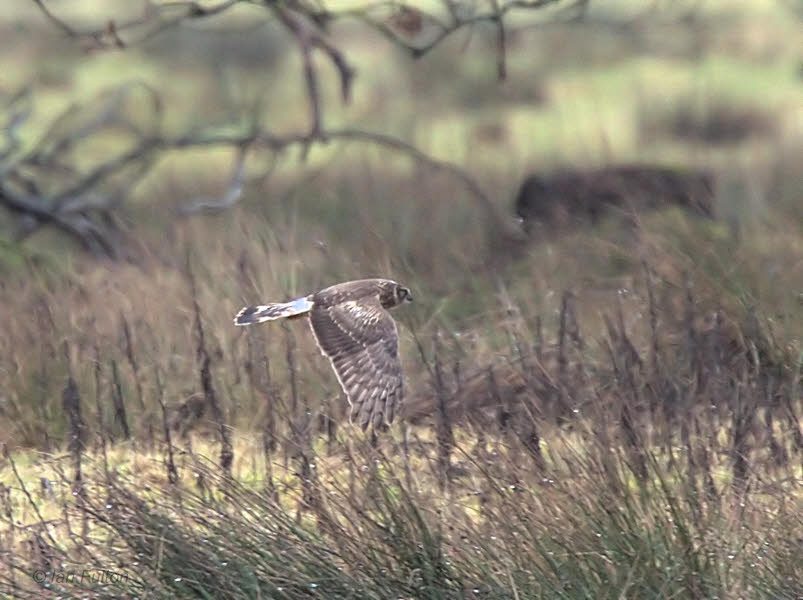 Hen Harrier, Loch Lomond, Clyde