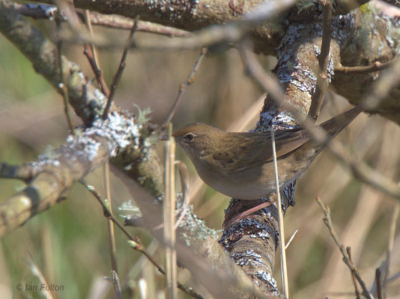 Grasshopper Warbler, Low Mains, Loch Lomond NNR