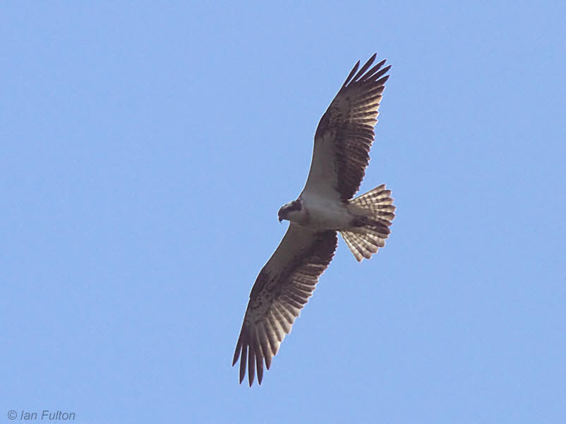 Osprey, Loch Lomond NNR, Clyde