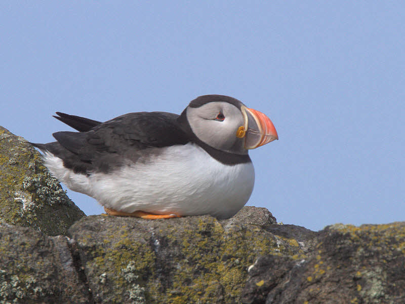 Puffin, Isle of May, Fife