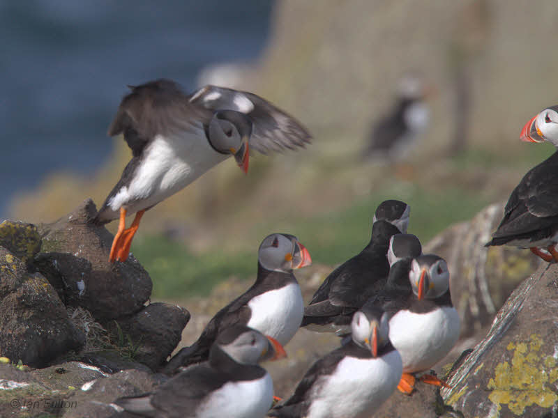 Puffin, Isle of May, Fife