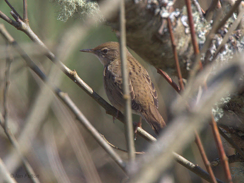 Grasshopper Warbler, Low Mains, Loch Lomond NNR