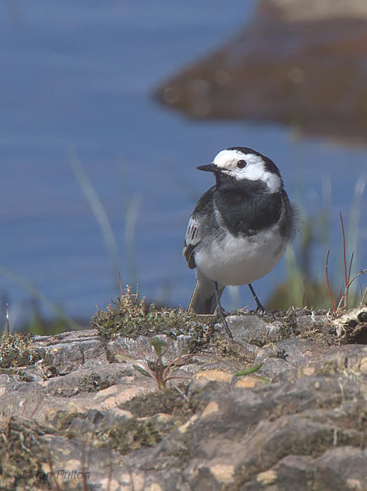 Pied Wagtail, Burncrooks Reservoir, Clyde