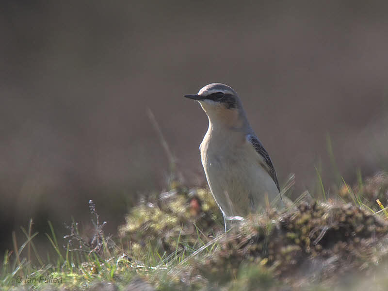 Northern Wheatear, Lowther Hill, Clyde
