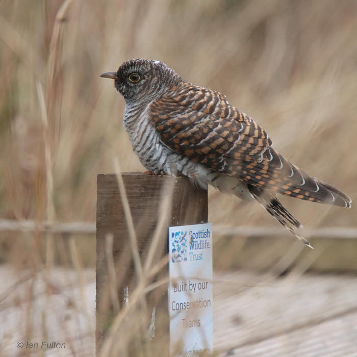 Cuckoo, Cathkin Marsh SWT, Clyde