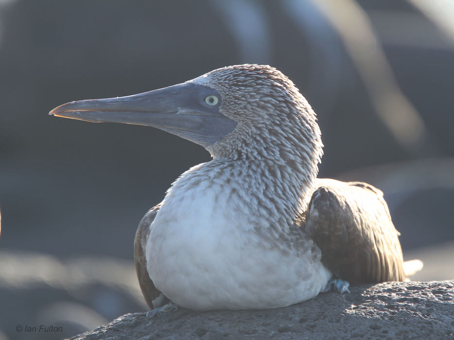 Blue-footed Booby, North Seymour, Galapagos