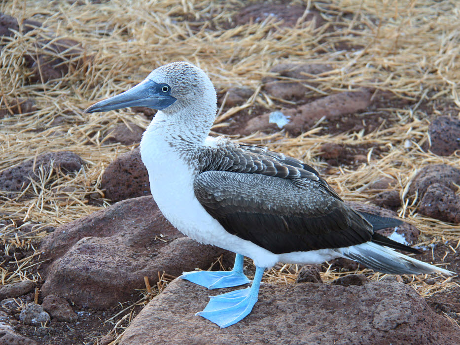 Blue-footed Booby, North Seymour, Galapagos